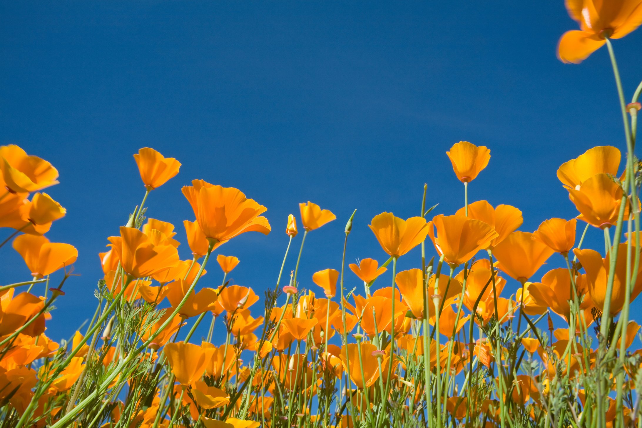 California Poppies