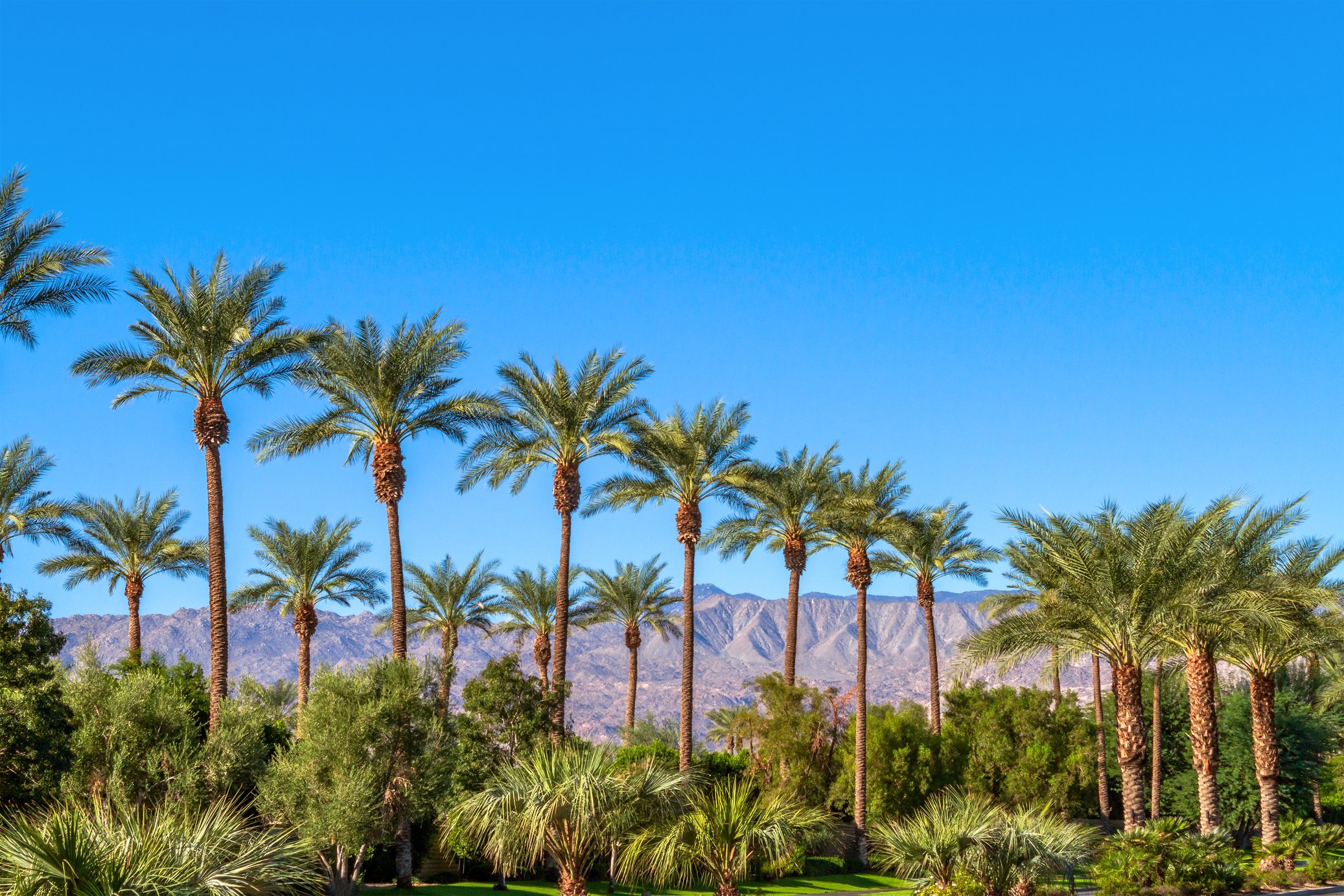 Green landscape with a row of palm trees and mountain range in the background in the Coachella Valley in California