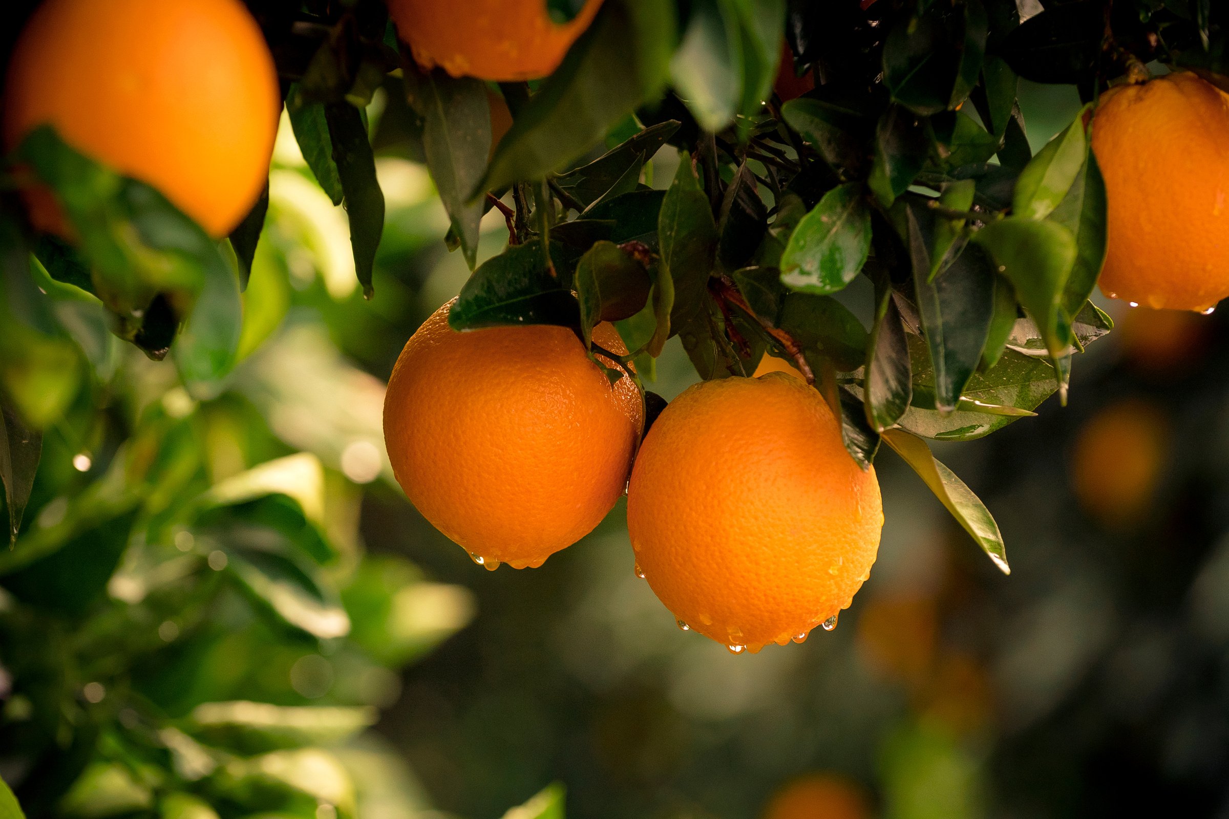 Orange tree